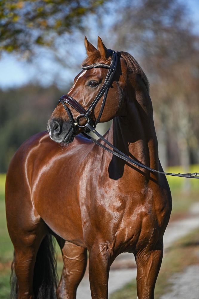 D’Avie FRH - Image 3